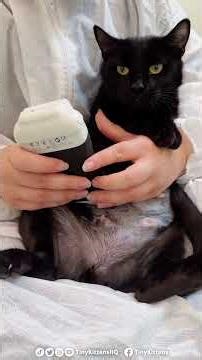 Zoe is still on #KittenWatch!