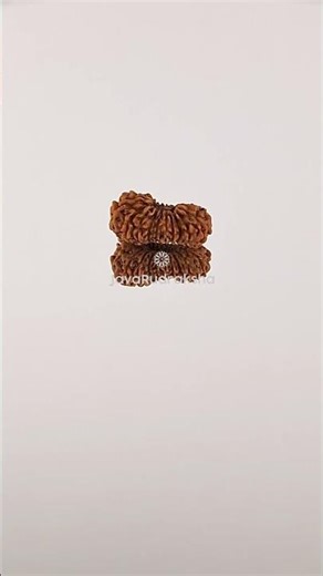 20 Mukhi Rudraksha 13.43 mm Java Bead | Grade A Small Genuine Natural #20mukhi #javarudraksha