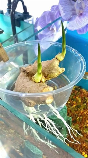 Les étapes simples pour cultiver du gingembre en pot à la maison | Recettes et idées de Génie