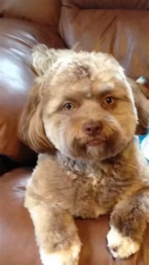 Did you know that when your dog stares at you… they’re actually hugging you with their eyes.