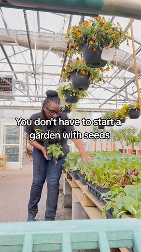 You can start your garden with seedlings. Check out your local nursery for plants that have already been started. When you don't have the space or time equipment, you can still have a lush garden, buy the plants. It's how I managed my garden for years If you're ready to start growing your garden, but you don't know where to begin, you're in the right place. Check my profile for free sources & my garden class that walks you step by step to begin today. #newgardener #beginnergarden #containergarde