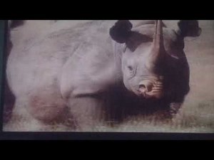 b EQUAL: Madagascar Animal Trivia DVD Gameplay 12
