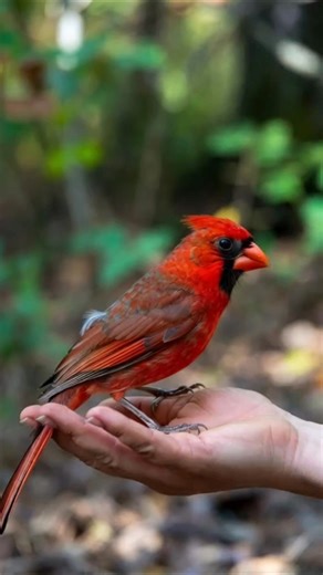 “Cardinal birds don’t visit places… they visit peo #cardinalenthusist #naturelovers #birdlife | Cardinal Enthusiast
