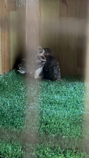 81 reactions · 5 comments | The baby falcons get it… Mondays require dramatic screeching 礪” MondayMood #FalconLife #BabyFalcons #WildlifeRescue #AnimalHumor #BirdsofPrey #WildlifePhotography #FunnyAnimals #CuteAnimals #NatureLovers #FalconScreech #WildlifeRehab #BirdLovers #MondayVibes #OwlOrphanage #SouthAfricaWildlife #AnimalRescueZA #WildlifeOfTheDay #naturegram | The Owl Orphanage. Velddrif | Facebook