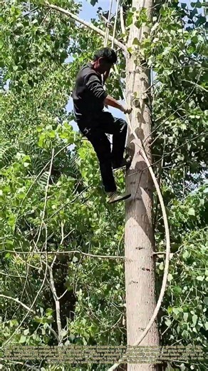 Swinging Down: How a Rope Becomes a Zip Line for a Tree Trimmer
