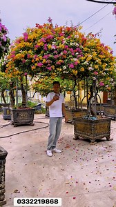 5.9K views · 18 reactions | 1 chậu hoa giấy ngũ sắc thái tán bay bàn trà cực đẹp ạ Dòng hoa giấy sai hoa nở quanh năm đẹp Dễ chăm sóc , ưa nắng ạ Cây cao 3m3 bay tán 3m chậu 86cm Phù hợp với trồng sân vườn, cây gác cổng, trang trí caffe ạ Lh e Ngọc HN 0332219868 #xuhuong #hoagiay #hoa #hoagiayngusac #caycanh #ngochoahong | Ngọc Hoa Hồng | Facebook