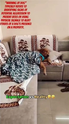 मेराडॉग#पप्पील#Cute & Heartwarming TitlesTitles that evoke warmth and affection can also go viral🐕‍🦺