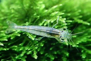 7 Ways To Deal With Seed Shrimp In Aquarium