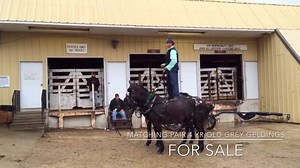 1.9K views · 73 reactions | We have a great pair of grey geldings here at the ranch! Two four year olds, flashy and broke to ride and drive. Great ground manners, good on the trails and solid in the arena. This is really a special pair of horses! We bought them from the people that raised them. Call us for more information! 802-468-2449 | Pond Hill Ranch | Facebook
