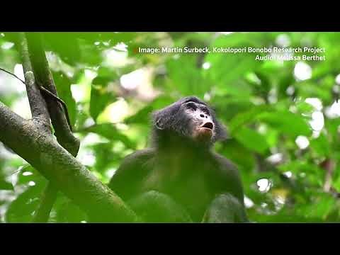 Bonobos' chatter reveals human-like language skills | REUTERS