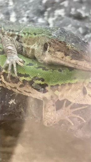 Why do lizards sleep on other lizards back