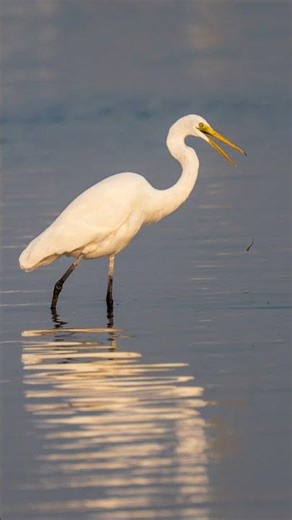 129.Great egret