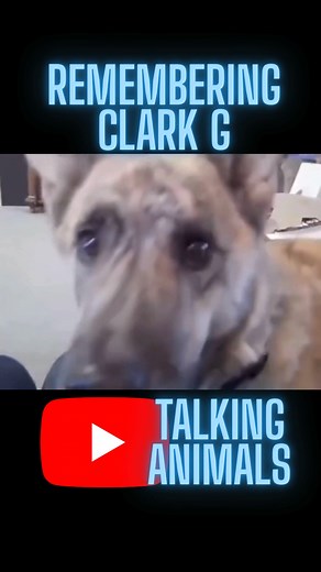 Remembering Clark G the Dog from Talking Animals #funny #funnyvideos #dogs #food | Your Glory Days