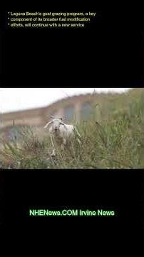 Laguna Beach’s goat grazing program, a key component of its broader fuel modification efforts, will