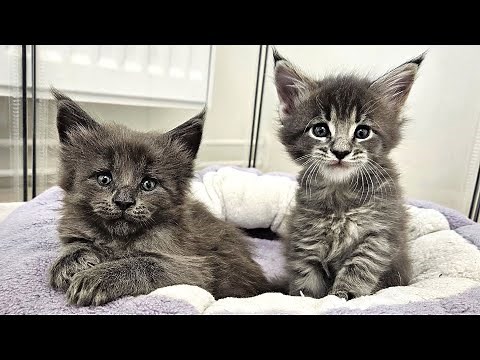 Maine Coon Kittens Play and Fight!