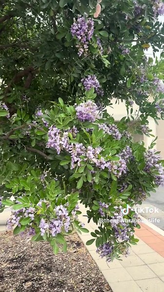 Spring is starting to show its colors around New Braunfels, and one of the first trees to make a statement each year is the Texas Mountain Laurel. With their clusters of deep purple flowers, they’re hard to miss once they start blooming across town. If you want to see a few particularly beautiful ones, take a walk around the grounds near City Hall. Some of the trees there are in full bloom right now, and the fragrance in the air is a bonus many locals recognize right away. You just have to love 