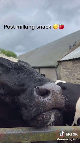 Anyone else have a pet cow that’s addicted to apples 🤔😅#irishfarming #dairyfarming #britishfresian #dairycowsoftiktok #irishagriculture #irishfarmers #ireland #fyp