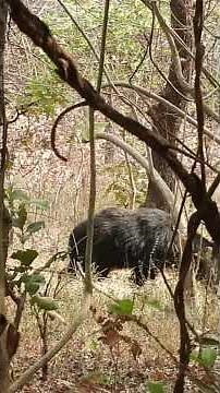 Indian Sloth Bear #wildlife