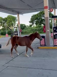 92K views · 2.7K reactions | Only in St. Croix | Love-Croix | Facebook