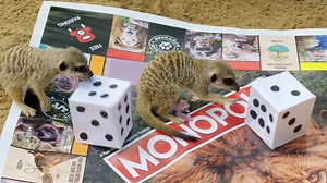🐒 🎲 Rocky Zoo Monopoly 🎲 🐒 The world’s fastest dealing property trading game has just gotten a whole lot cuter with the release of the “Amazing Animals Queensland” Monopoly board game edition, featuring our very own Rockhampton Zoo meerkats, chimpanzees, dingoes, Valkyrie the eagle and our white-cheeked gibbon. 😄 This game is a twist on the traditional Monopoly game of buying and selling property, and is instead themed around animal welfare and rehabilitation – something that is close to ou