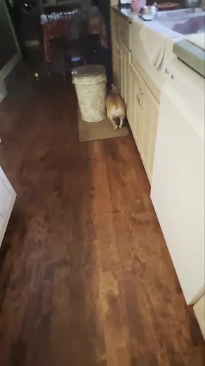 10K views · 1.5K reactions | The 嶺 is totally ball obsessed she starts playing as soon as her feet hit the floor. 99% of her day involves a ball or two. The kitchen chairs is her playground over under jump, she truly entertains herself. The last dog momma had that was ball obsessed was the Big Fluffy Marshmallow Montana. | Gabby Girl & Princess Willow | Facebook