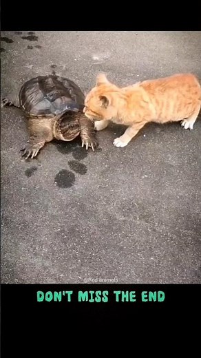 Other cats reflex vs that one cat reflex🤯🥵.#cat #shorts #animals #trending