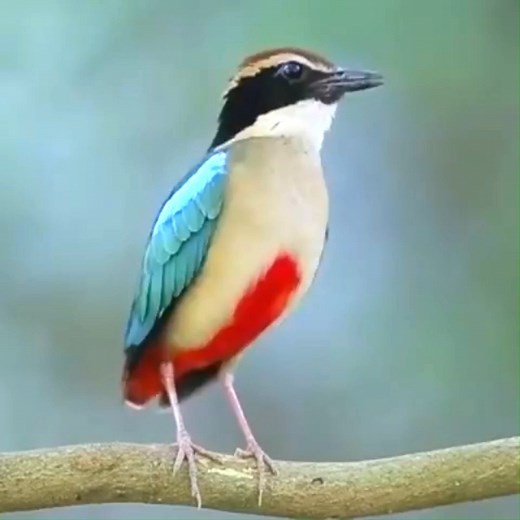 Good morning #Birds & #Nature! Fairy pitta calling (Pitta nympha) . Its diet mainly consists of earthworms, spiders, insects, slugs, and snails. The fairy pitta breeds in East Asia and migrates south to winter in Southeast Asia. | BIRDS & Nature