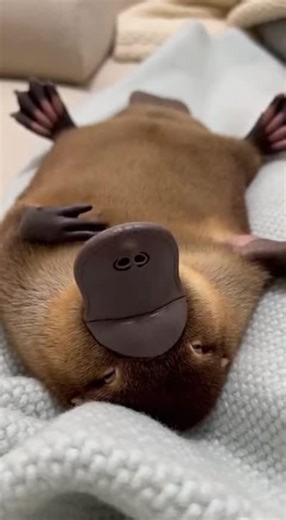 #Platypus #foruyou #yfp #cute | platypus