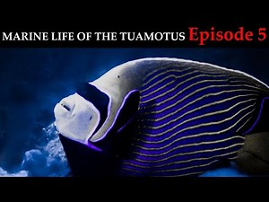 Marine Life of the Tuamotus - Episode 5