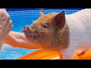 Family Live With Pampered Micro Pigs