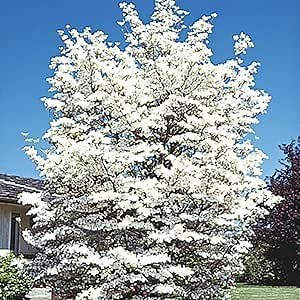 White Flowering Dogwood Tree - Goregeous Spring Blooms, Leads to Year Round Beauty - One Bare Root Stater Tree per Offer - Due to State restrictions Can't Ship to FL or MT