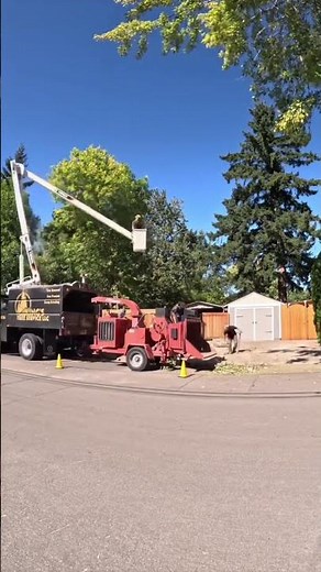 Timelapse alder removal with bucket #treework #treeservice #pnw #arborist #trending #fyp #reels