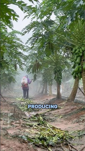 Papaya Farming Secrets: One of the Fastest Growing Fruits in the World