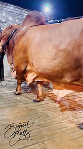 1.1M views · 5.5K reactions | Heavy muscled sahiwal bull | Biggest Bulls Photography | Facebook