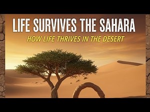 “Life in the Sahara Desert: Surviving the Harshest Place on Earth”