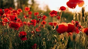 Poppy Field Sunset Red Poppies Other Stock Footage Video (100% Royalty-free) 1081550723 | Shutterstock