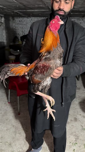 Pakko AsiL: Drumming with Ustad Rana Safdar