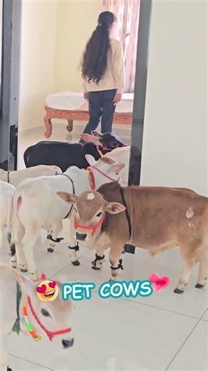 "Is this even real? 😱 Smallest cows ever!" #cow #lol #farming #wow #now #goat