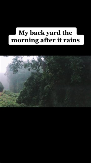 Beautiful gloomy morning #mybackyard #rain #beauty #thelightinthedark #morning #rainyday #woods #beautifulbackyard #apartment #apartmenttherapy #viral