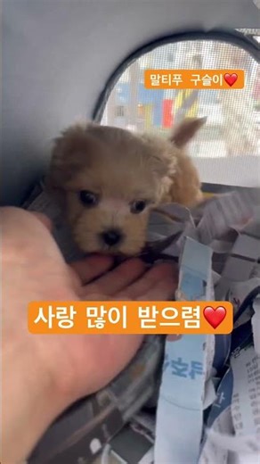 말티푸 구슬이❤️#강아지분양 #강아지 #강아지입양 #강아지브이로그 #대구강아지분양 #마이펫대구점 #말티푸 #미니말티푸분양 #대구말티푸분양 #추천 #인천강아지분양