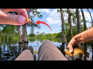 Catching BULL BREAM using CRICKETS as bait | Atchafalaya Basin Swamp