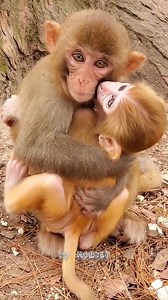 Adorable Baby Monkey Play With Other Monkey Happily | TV Monkey