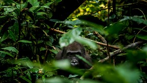 Where the gorillas live: A journey in the Congo