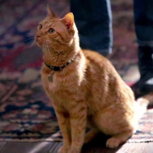 35K views · 2K reactions | Introducing Goose, the unlikely feline hero from Marvel Studios’ Captain Marvel  | Marvel | Facebook