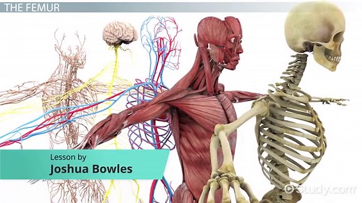 Femur | Anatomy, Function & Location