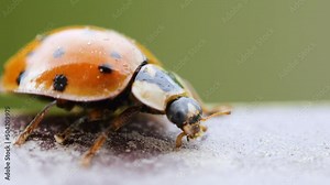 Close-up Wildlife of Crawling Ladybug. Macrocosm in Wild. Coccinella Septempunctata, Spot Ladybird, is Most Common Ladybird in Europe. Ladybug Insect Macro Shot.
