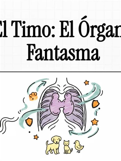 Sistema Linfático. Timo #medicinaveterinariayzootecnia