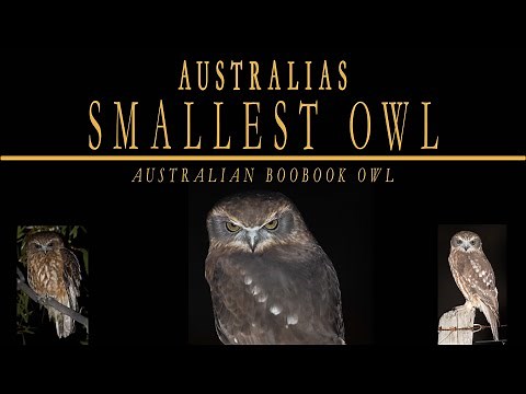 With its distinctive call, The Australian Boobook Owl, Australia's smallest owl.