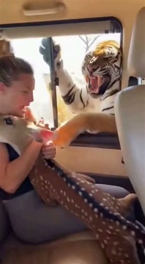 Deer Hands Baby to Human to Save it from Tiger! 😱 #Shorts