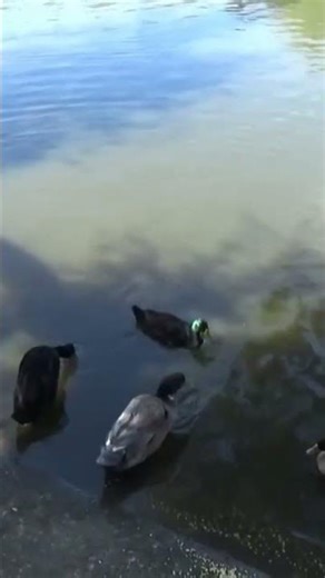 Indian Runner Duck_18e🎼All Ducks Swim the Pond.